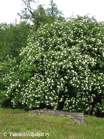 Sorbus aucuparia-TV